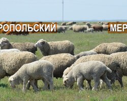 Порода овец Ставропольский меринос - Ставропольский кардочёс